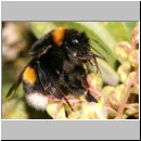 Bombus terrestris - Erdhummel koenigin 06.jpg